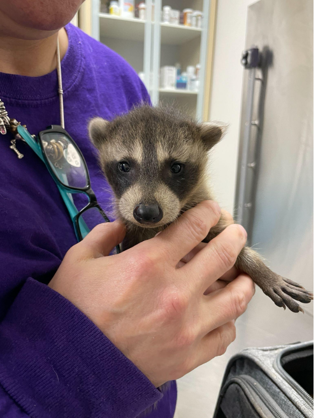 A baby raccoon looking at the camera.