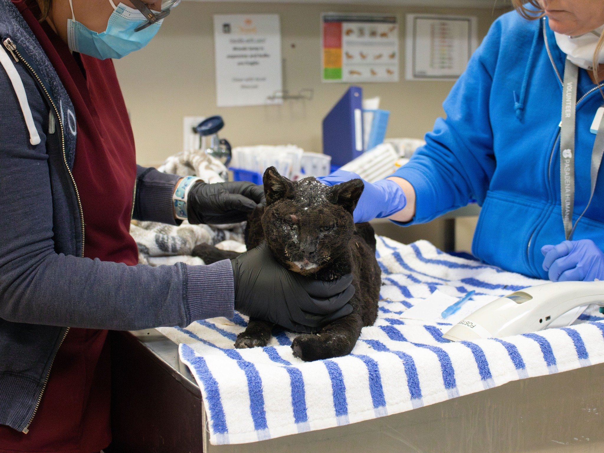 A burned wild cat rescued from the 2025 Los Angeles wildfires being treated by Pasadena Humane Society.