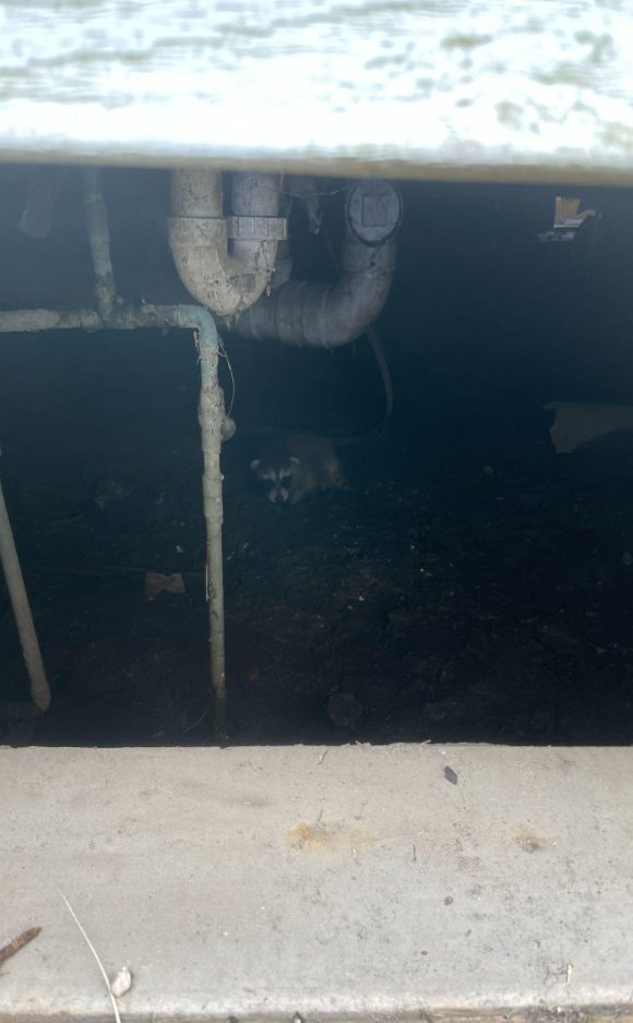 A raccoon hiding in a dark crawlspace in a residence.