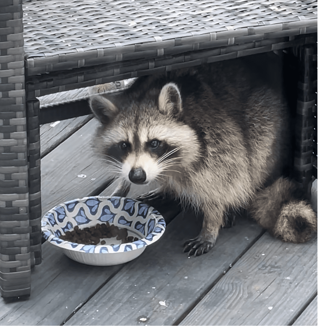 Greedy the raccoon with a bowl of food outside on the porch.