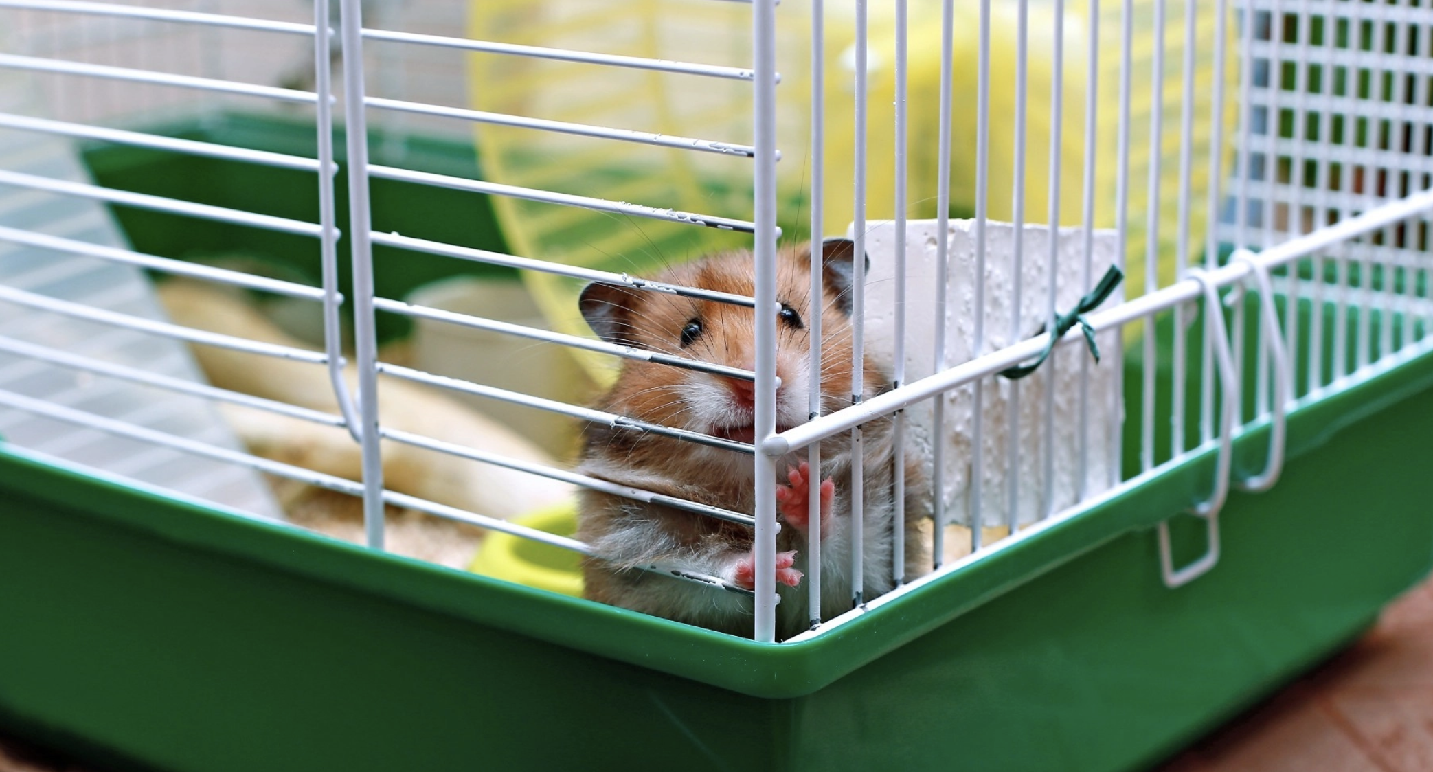 Hamster in a cage.