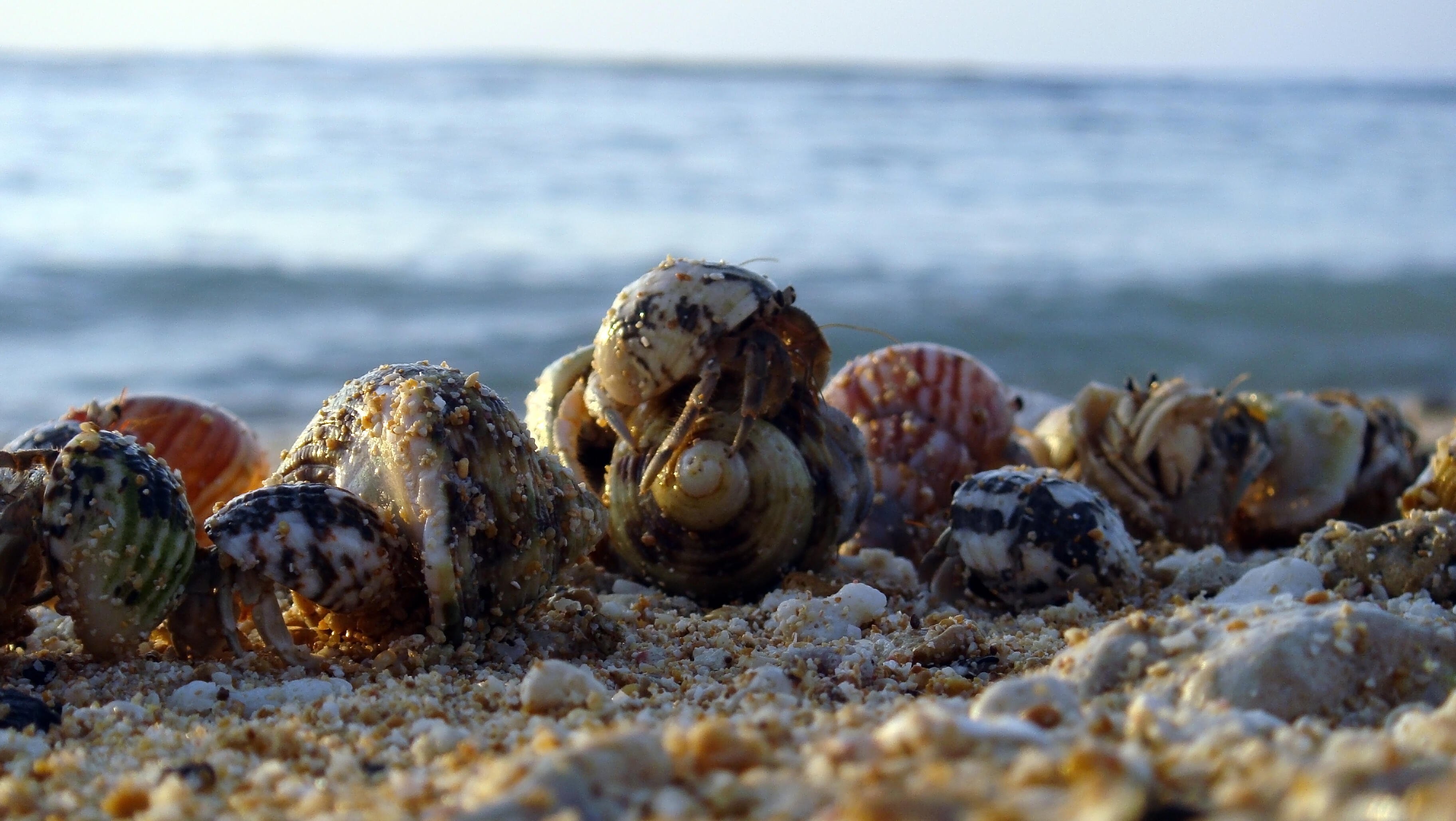 A group of hermit crabs together on the beach.