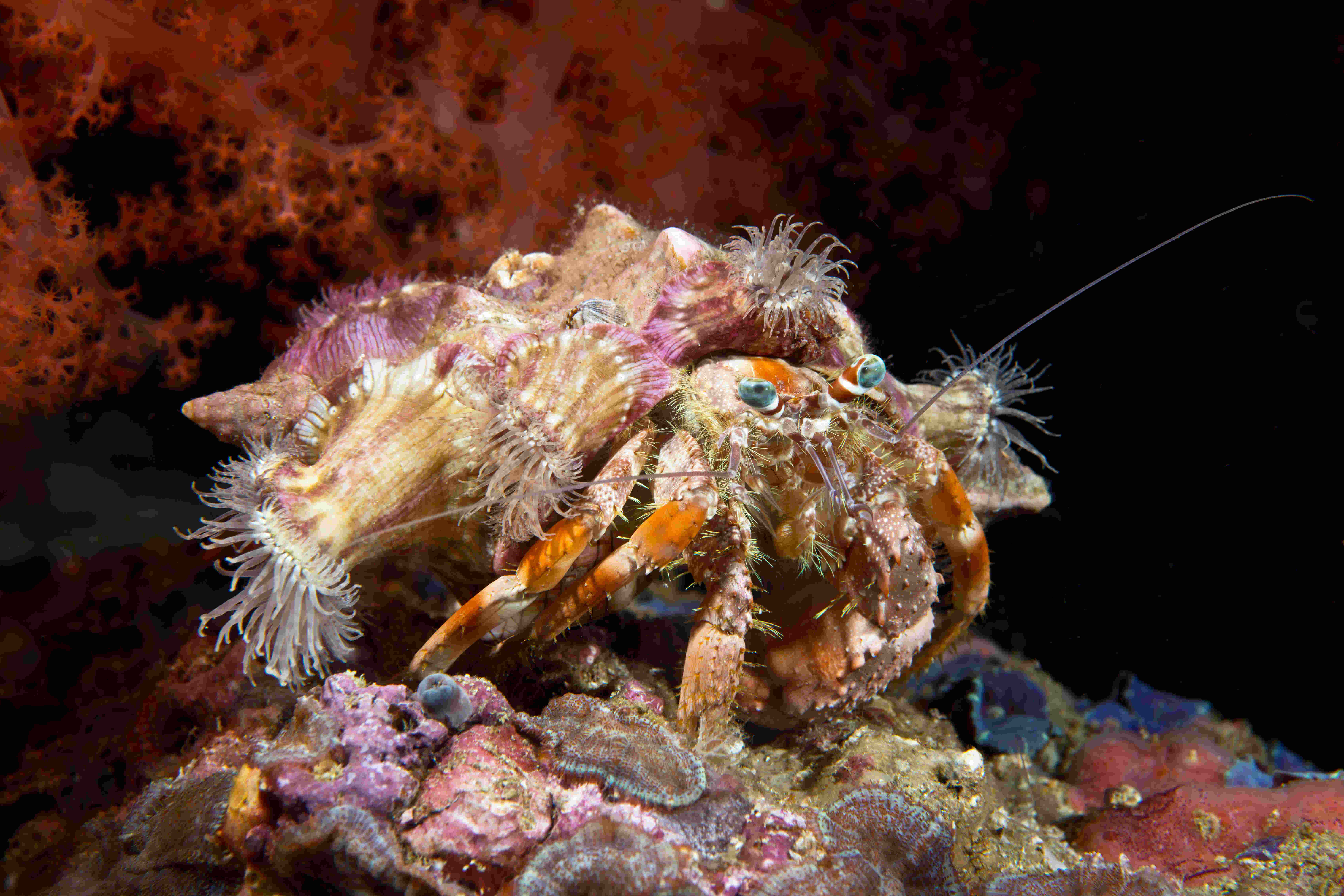 A hermit crab in a shell underwater.