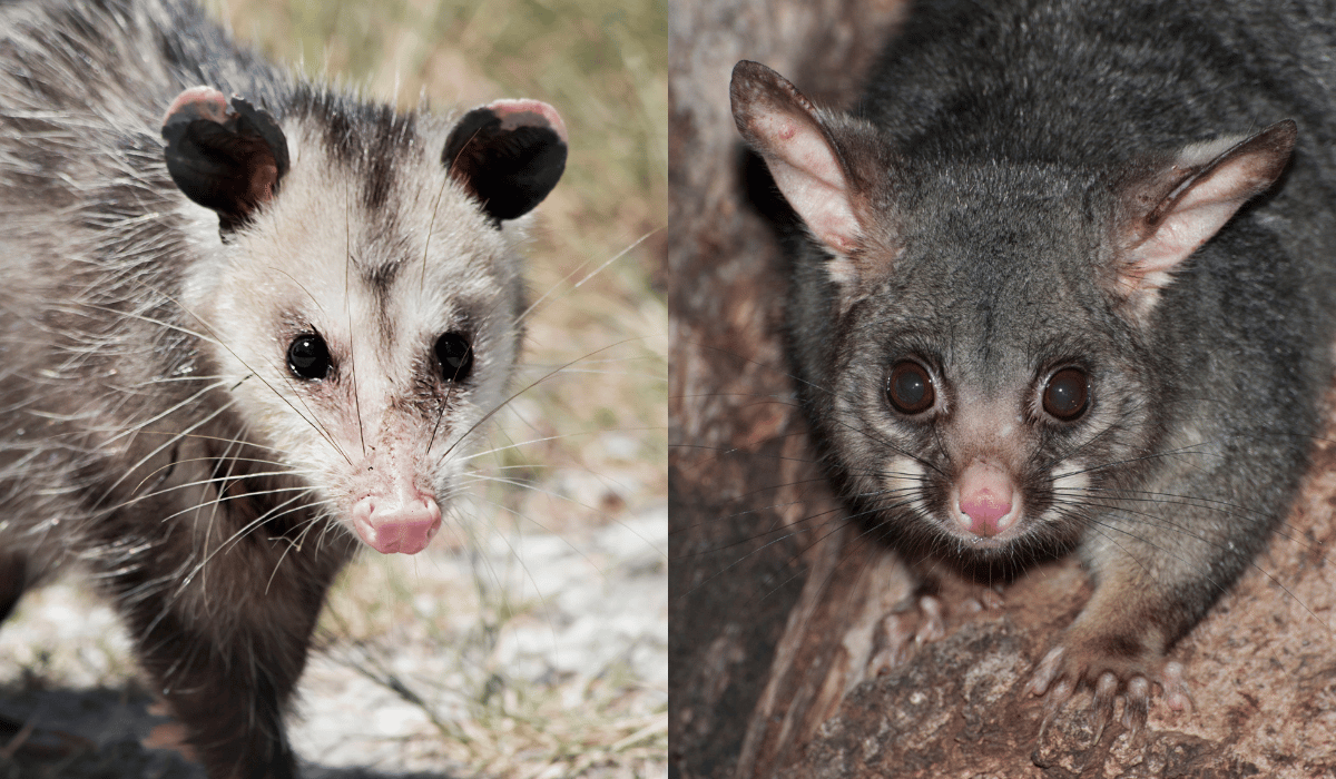 An opossum (left) and possum (right).