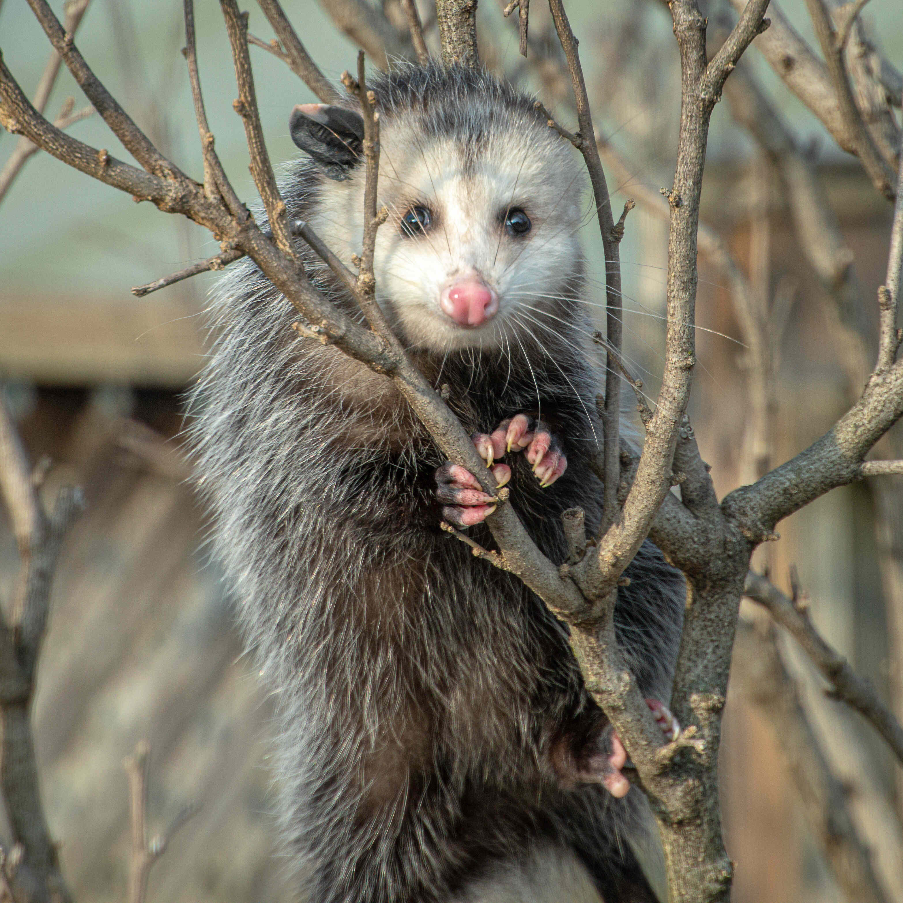 An opossum in a tree.