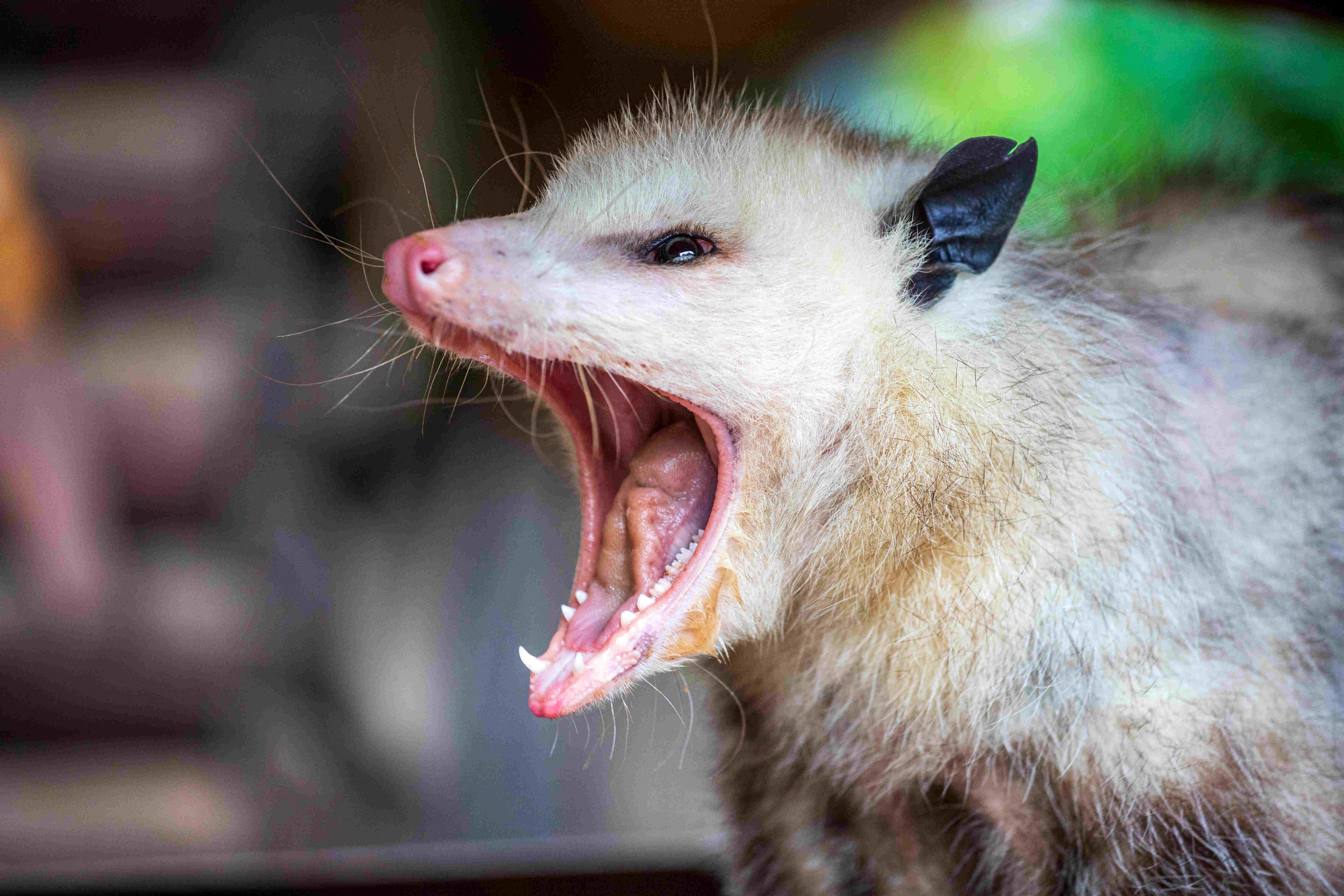 An opossum with teeth.