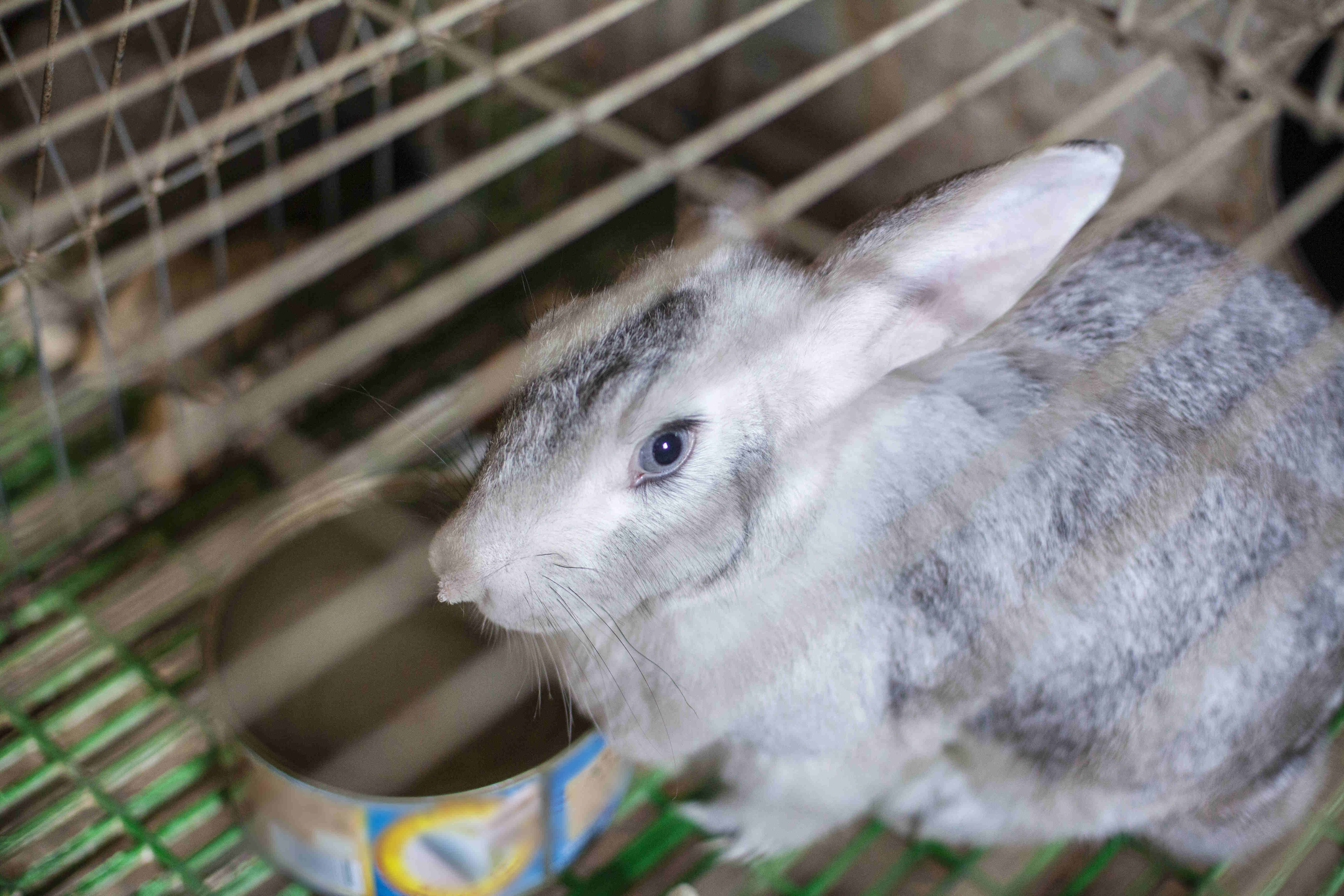 Petco Plans to Sell Even More Animals by Restarting Rabbit Sales