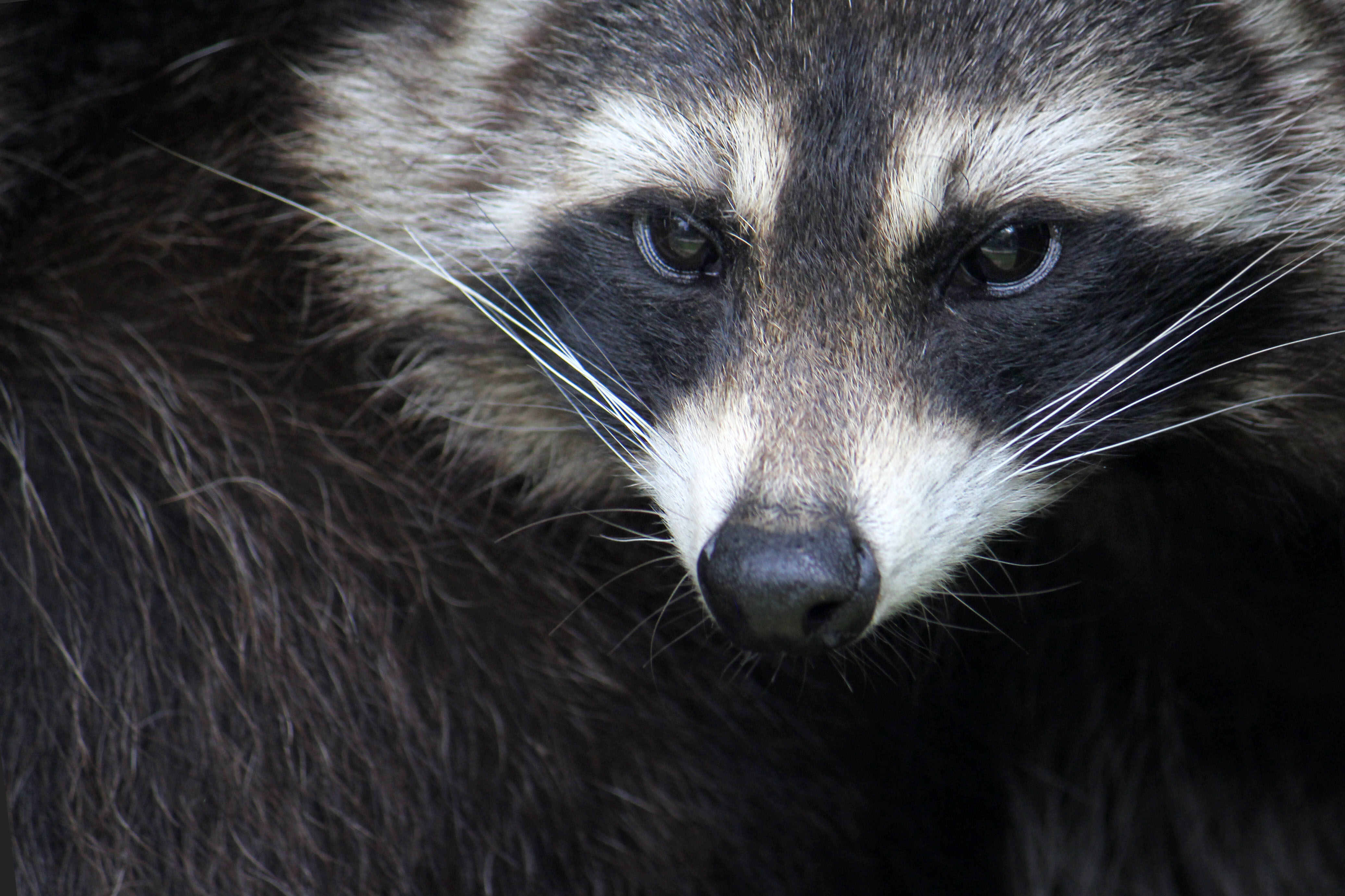 A closeup photo of a raccoon's black eye mask.