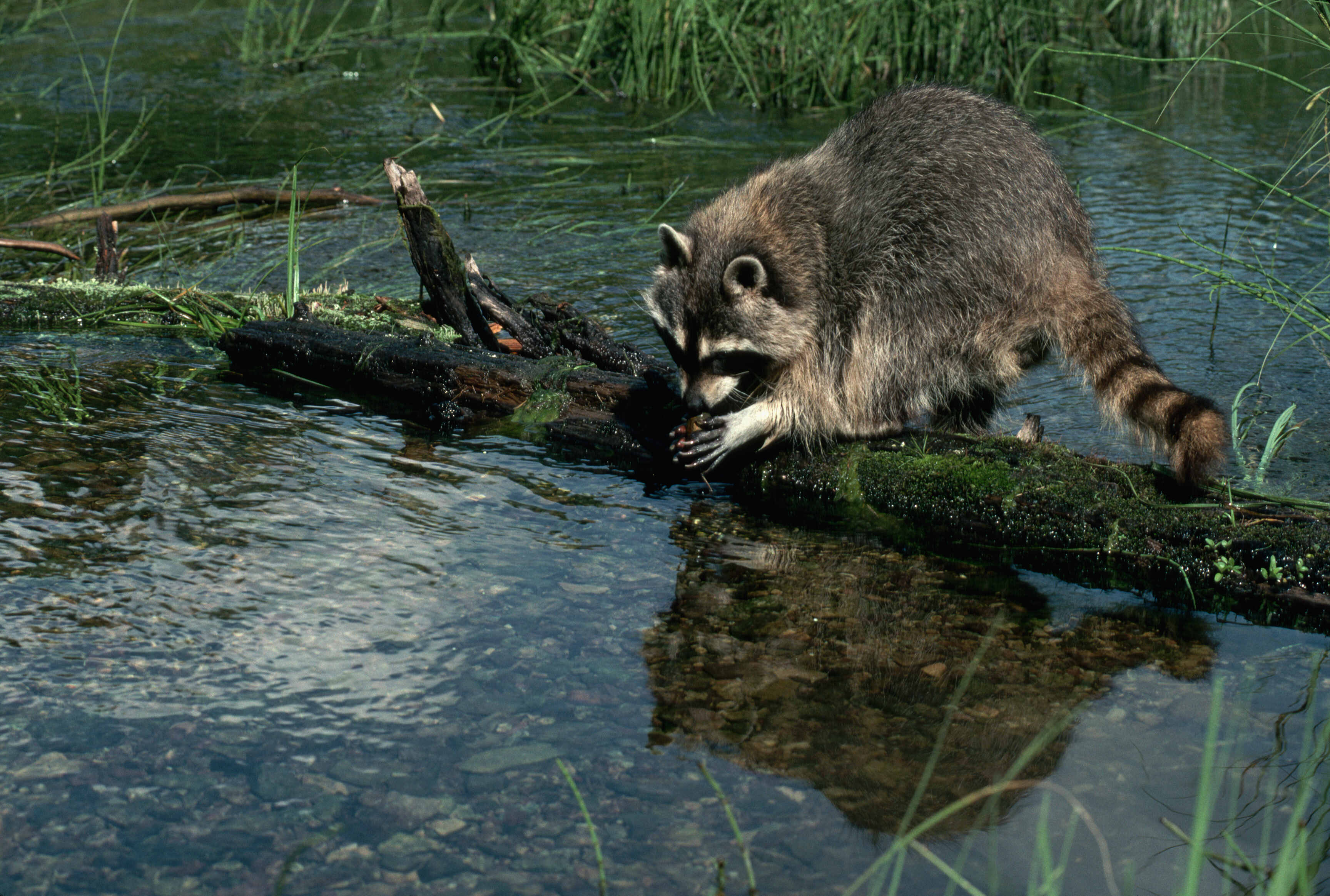 A raccoon washing their food in a body of water.