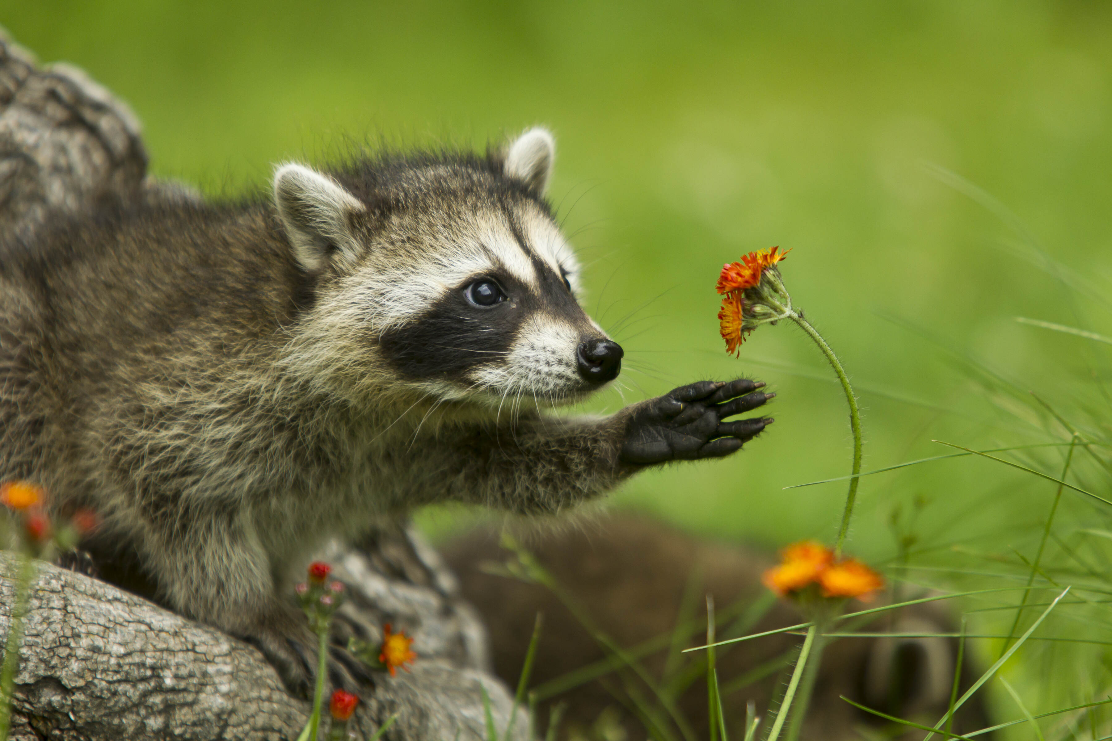 A raccoon reaching toward an orange flower.