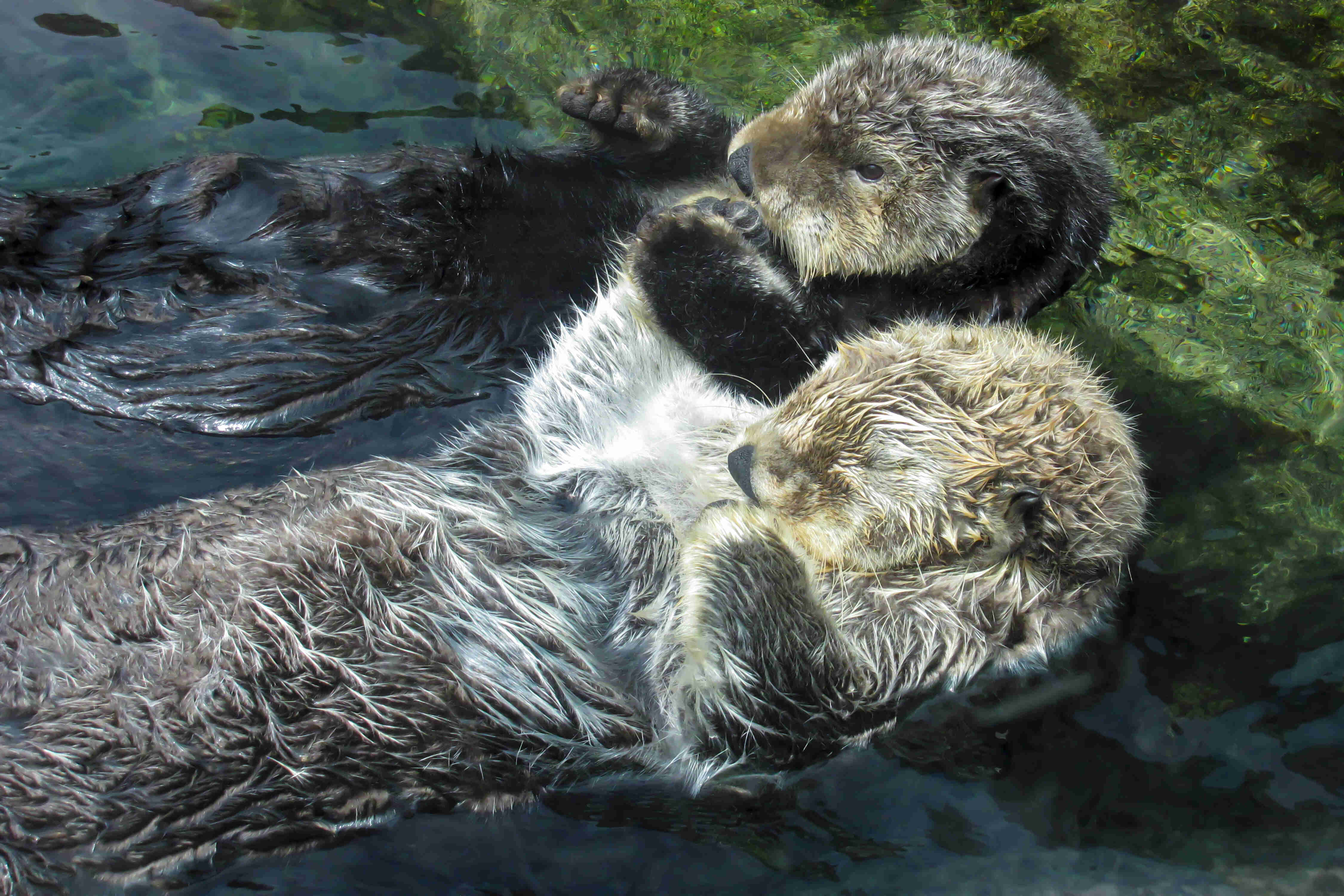 Sea otters holding hands while they rest on their backs in a stream.