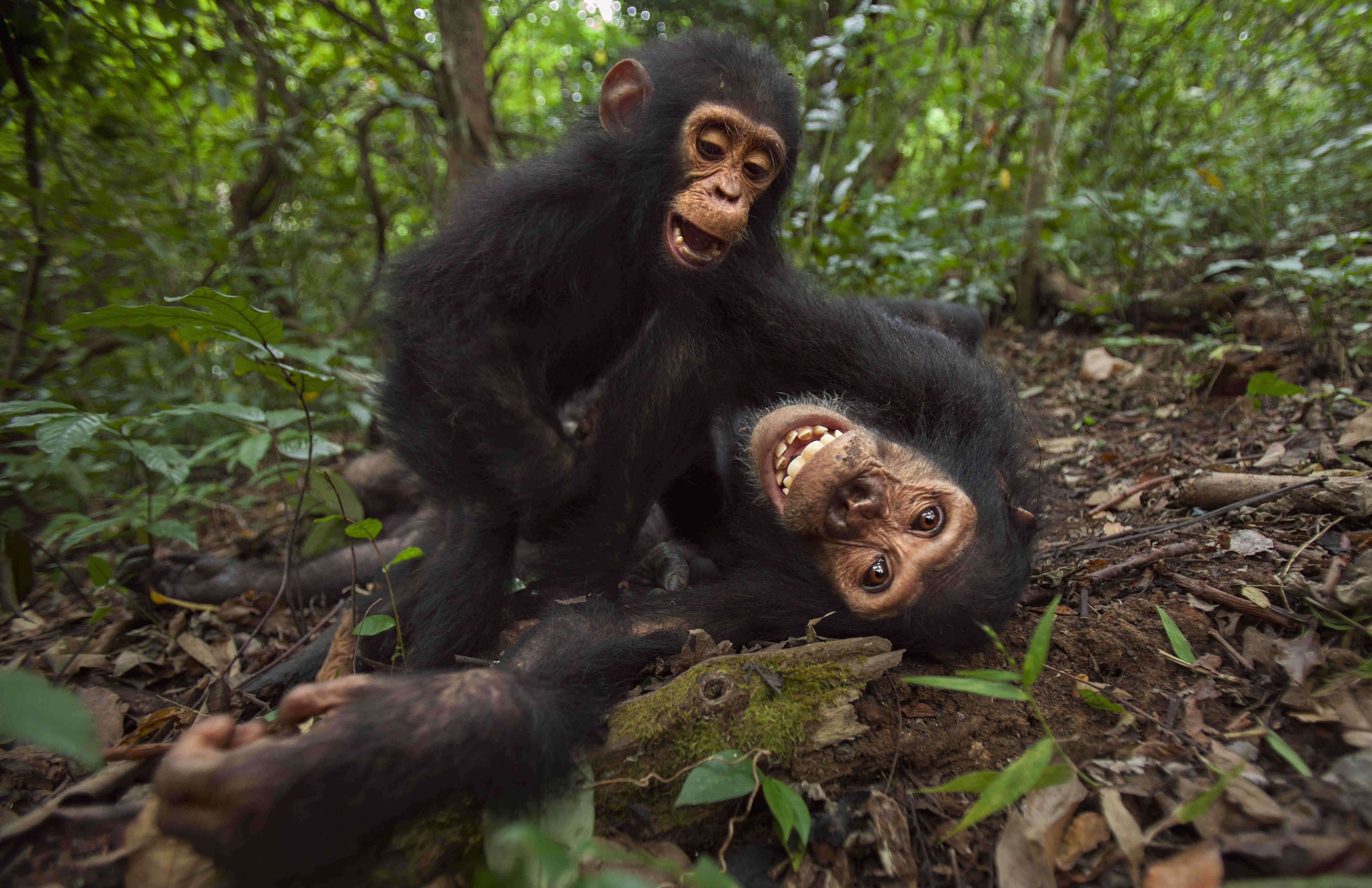 Two chimps playing together.
