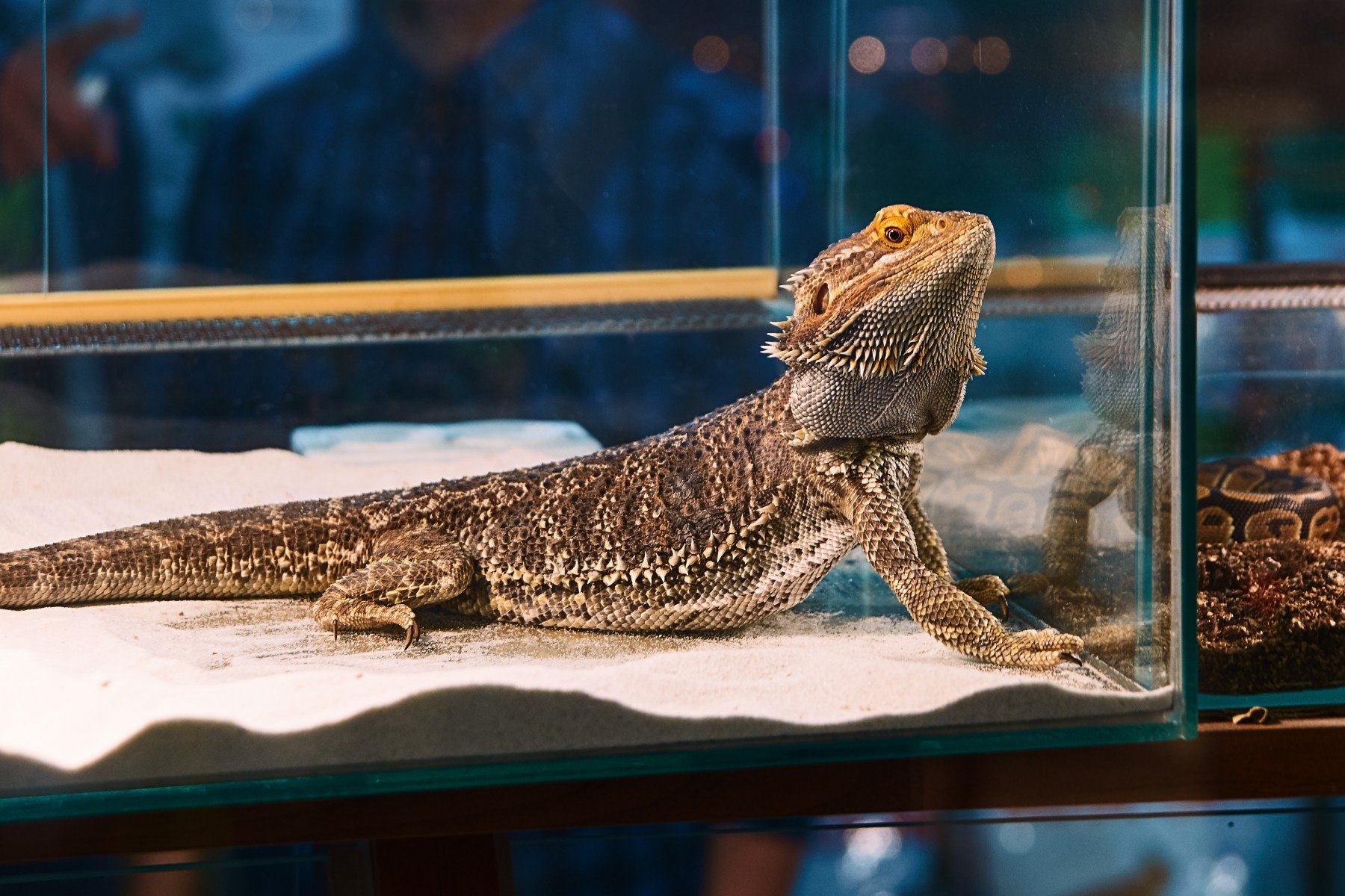 A bearded dragon in a cage.