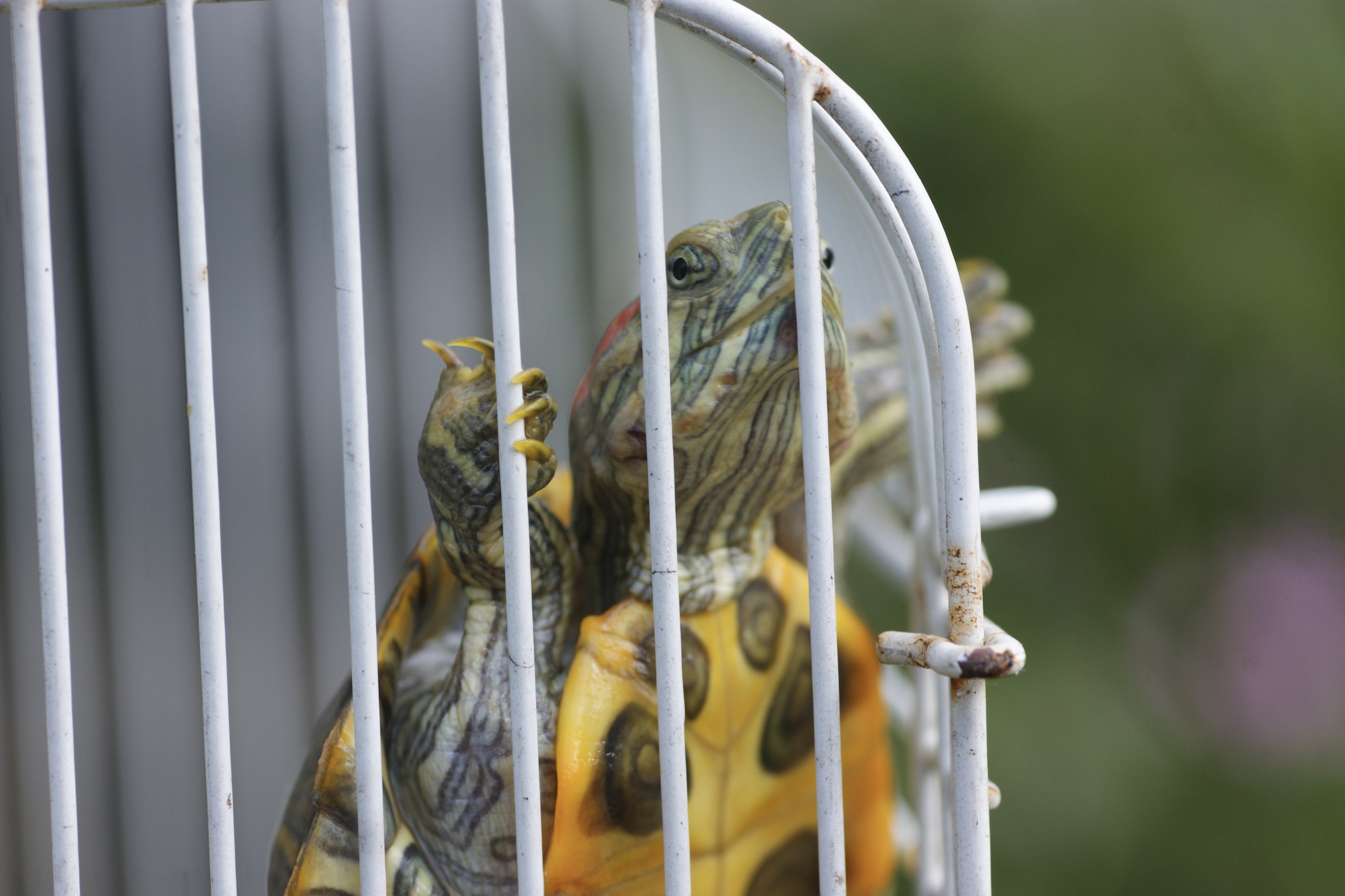 A red-eared slider turtle in a cage.