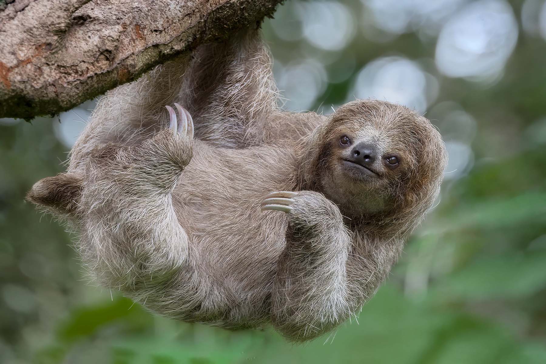 A sloth hanging on a branch in the rainforest.