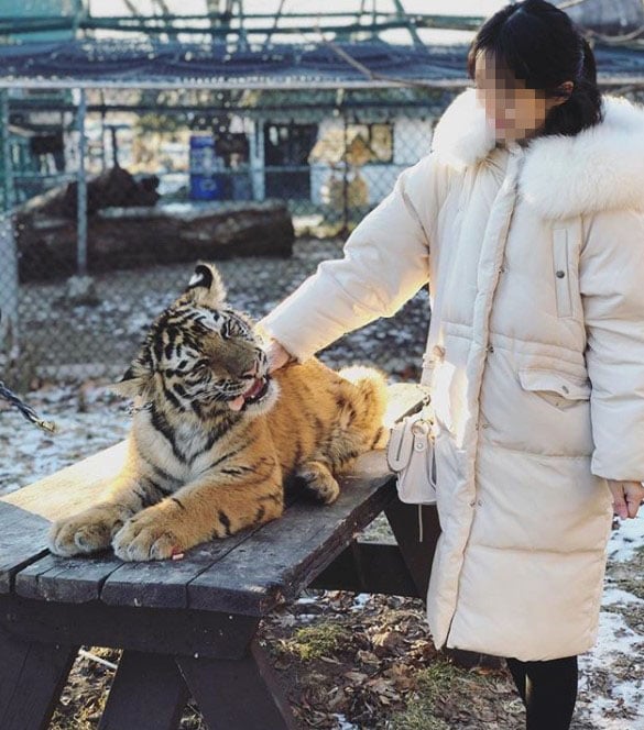 A tourist petting a baby tiger cub who looks notably uncomfortable.