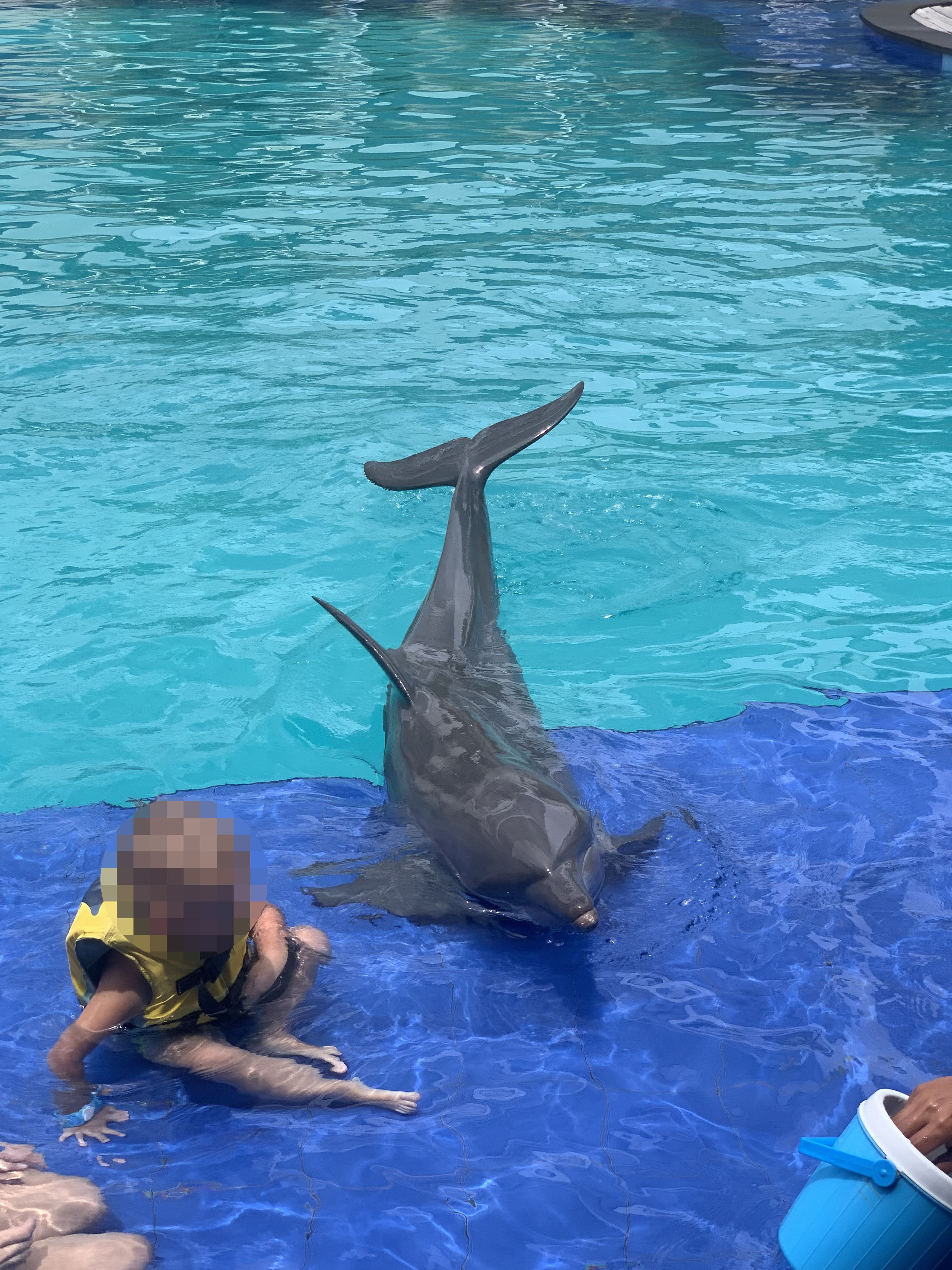 A small child interacting with a dolphin at a marine amusement park.