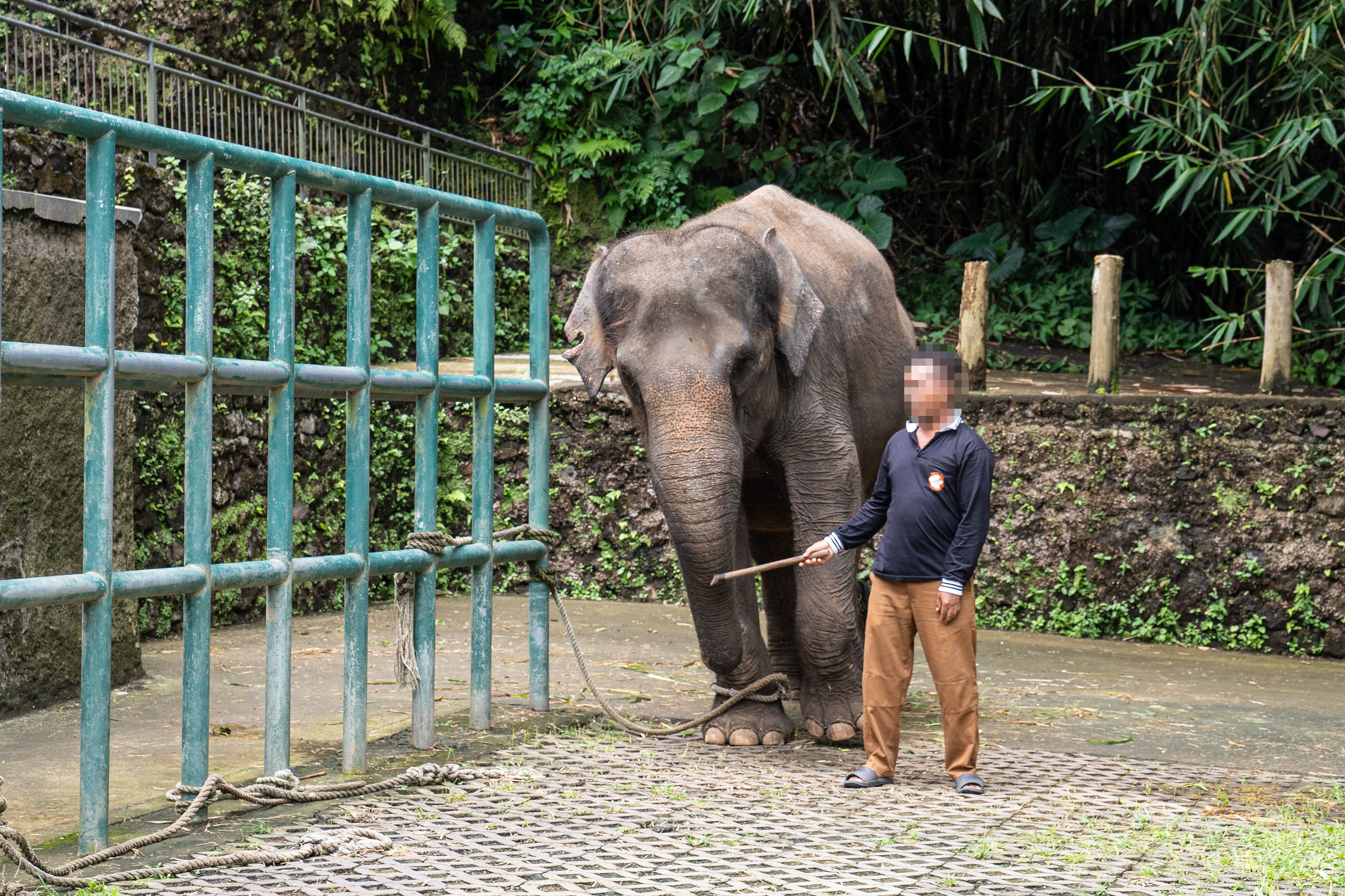 An elephant at a tourist venue tied to a metal rack with a handler by their side.