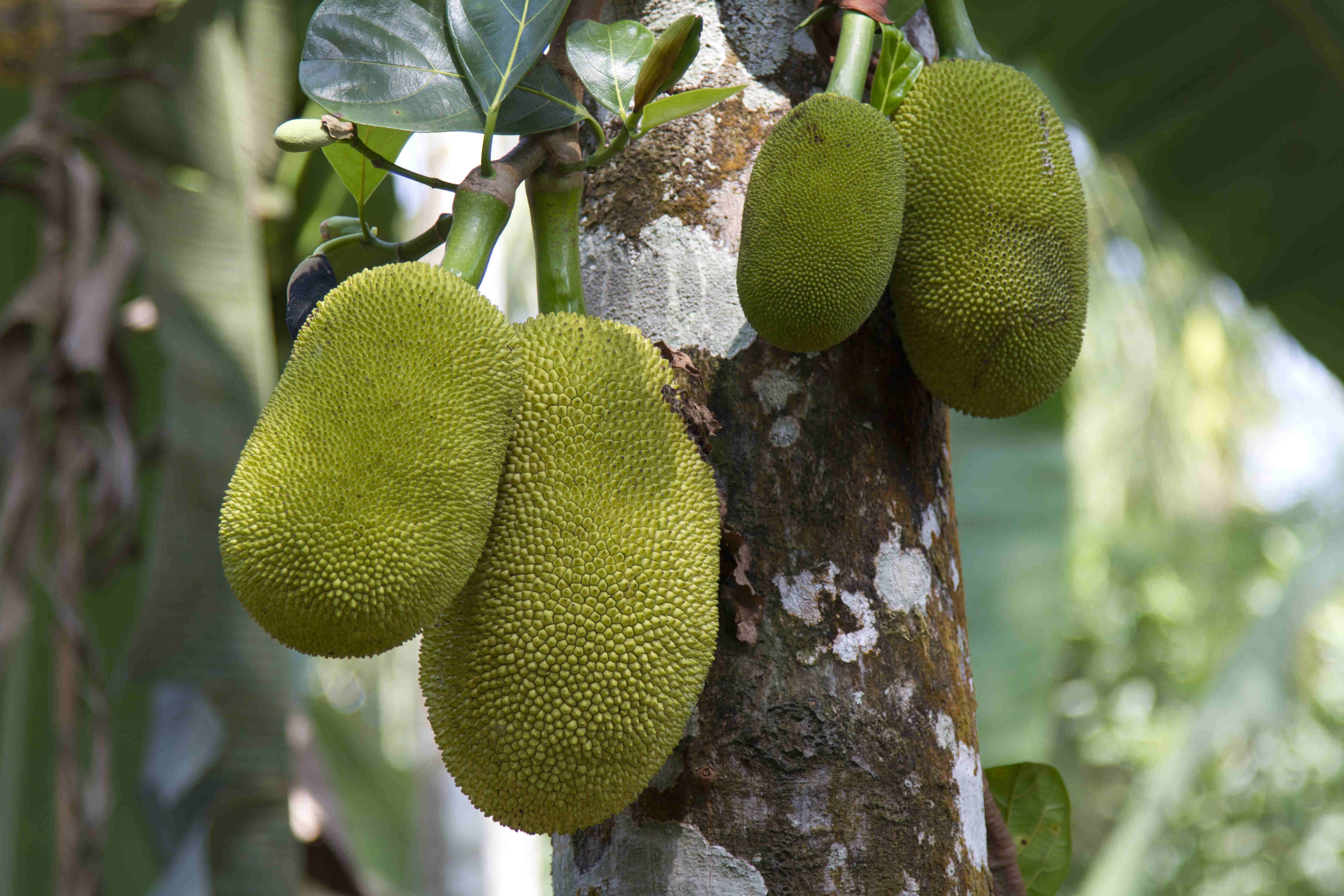 Three whole ripe jackfruits on a tree in the forest.