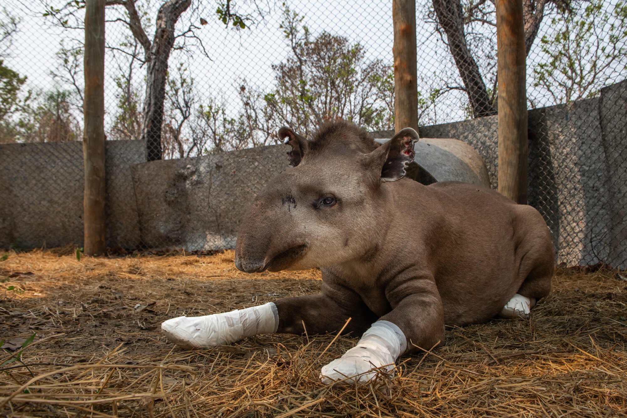 Valente, a Tapir rescued from wildfires in the Pantanal region of Brazil.