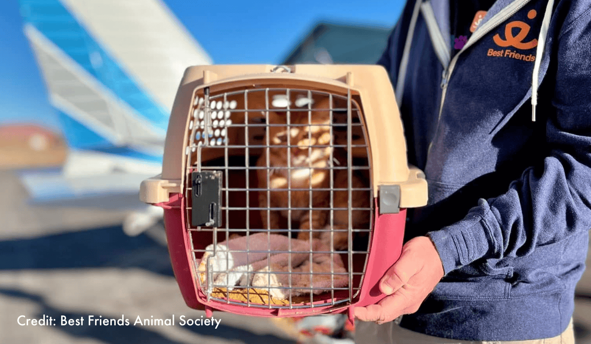 A cat in a cat crate being rescued from the LA wildfires by a Best Friends Animal Society staff member.