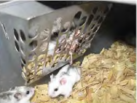 A cannibalized hamster in a feed bin at Sun Pet.