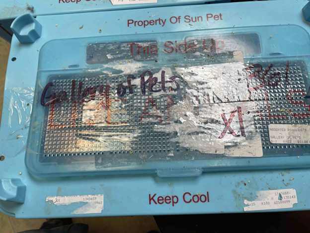 Sun Pet ships animals to pet stores in plastic carriers and cardboard enclosures. In this photo, the ventilation holes have tape over them, leaving the animals at risk of suffocation.