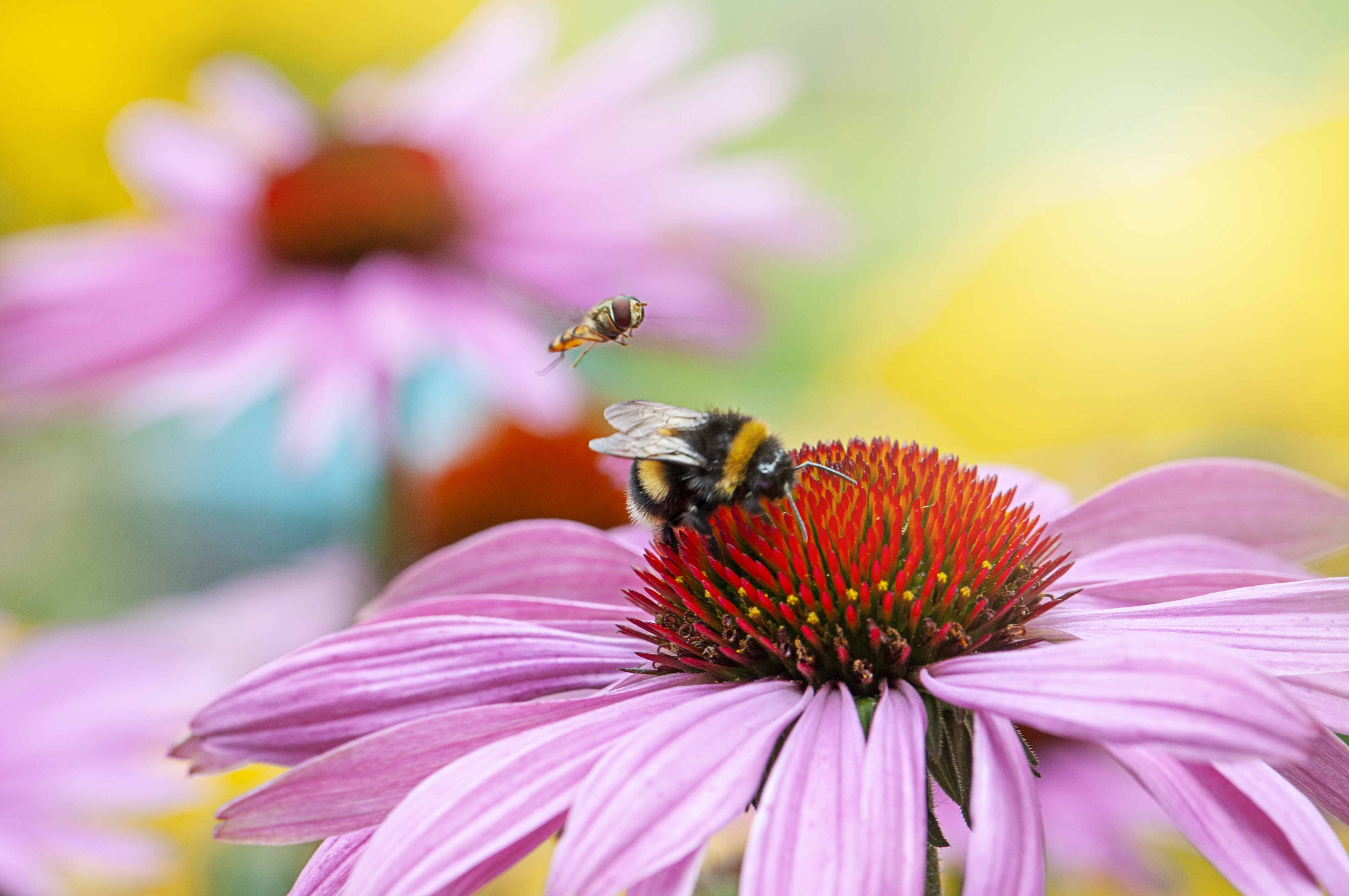 Pollinators visiting a purple coneflower.