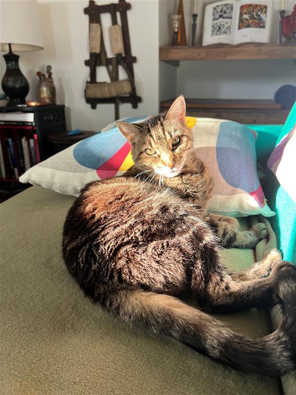 Luna the cat lounging in the sun.