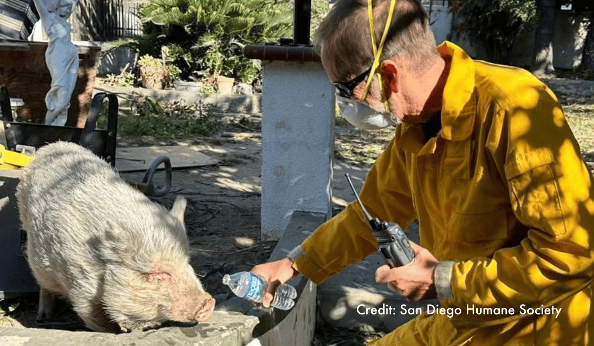 A pig being rescued from the LA wildfires by an employee of San Diego Humane Society.