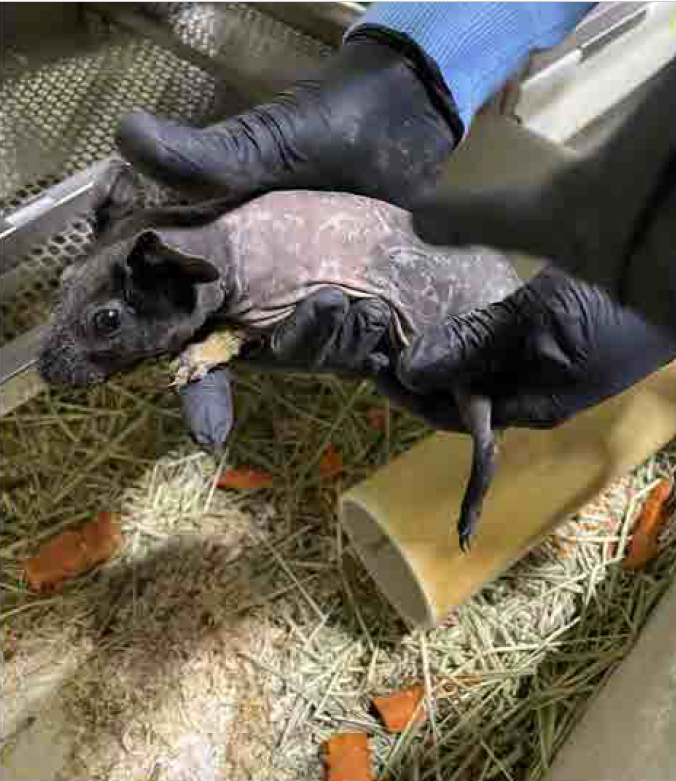 A guinea pig at Sun Pet pet store covered in skin lesions.