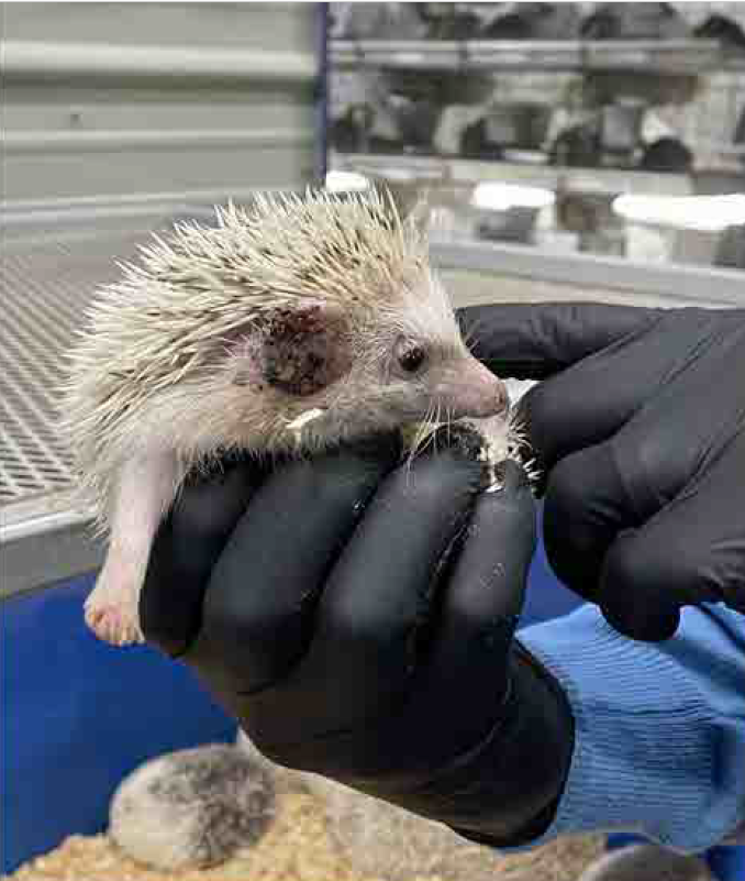 A hedgehog at Sun Pet pet store with bleeding ears.