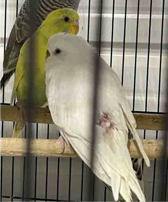 A parakeet at Sun Pet pet store with feather loss and scabbing.