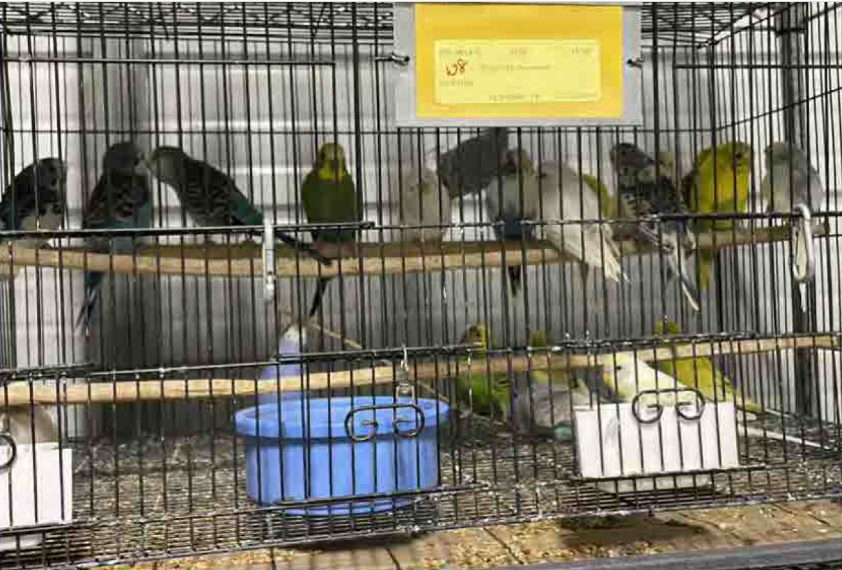 Parakeets in a cage at Sun Pet pet store with feather loss and scabbing.