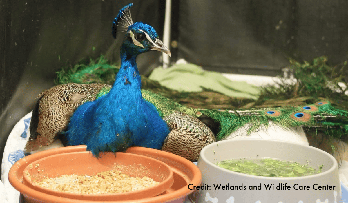 A peacock rescued from the LA wildfires at Wetlands and Wildlife Care Center.